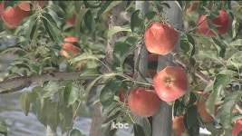 철없는 과일 꽃 때문에 애타는 농심..개화 시기 올해도 빨라 과수원 조마조마