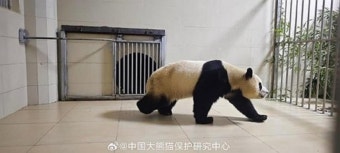 '푸바오 데려오자' 민원에..서울시 