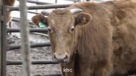 강원도 한우농장서 럼피스킨 발생..오늘만 3건 확진