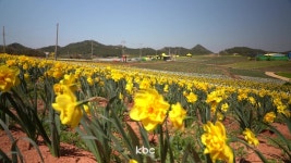 2025 섬 수선화축제 봄의 정령 수선화와 함께하는 희망의 축제