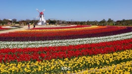 신안 임자도, 홍매화의 열기에 이어 튤립으로 물든다