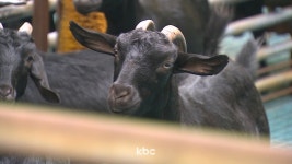 호주산 염소를 국산 흑염소로 속여 판 업주, 징역형