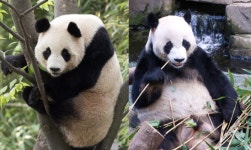 李대통령, 시진핑에 판다 대여 제안...광주 우치동물원에 판다 올까?