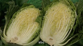중국산 배추 8건 검사 '포름알데히드 불검출'...식약처 