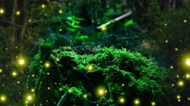 제주의 밤을 수놓는 황금빛과  초록빛