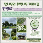 제주 가로수길 걸을래요? 탄소발생 줄이기는 덤!