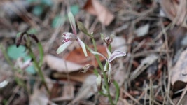 오등봉공원서 멸종위기 2급 대흥란 발견