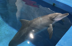 태풍 때문 남방큰돌고래 비봉이 다시 수족관으로