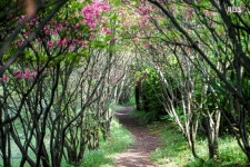 [제주 가볼만한 곳] 동백꽃길 따라 겨울을  만나볼까?