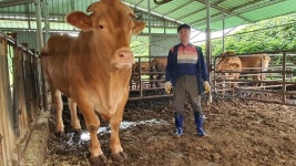 제주서 1톤 넘는 슈퍼한우 출하.. 체중 2배 송아지까지 탄생  겹경사