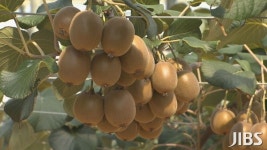 키위 주산지는 제주.. 생산량 전국 최고