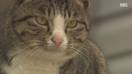 댕댕이 키우는데 연간 300만 원 훌쩍.. 보험은 10가구 중 1가구  왜?