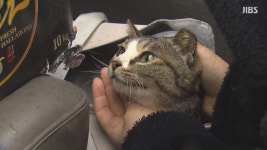 댕댕이 키우는데 연간 300만 원 훌쩍.. 보험은 10가구 중 1가구  왜?