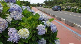 [제주 가볼만한 곳] 어딜 가도 수국수국.. 가벼운 마음으로 나들이