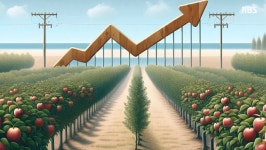 “1개 5,000원도 감지덕지?”.. 지금도 ‘金사과’, 도대체 얼마나 더  오르길래