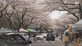이제라도 즐기자.. 축제 때 못 본 벚꽃 드디어 활짝