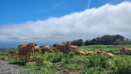 한우 최대 50% 싸게 팝니다.. 소비 활력에 서귀포시  사활