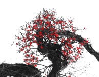 “뿌리 없이 피어났다”.. 붉은 생명이 말 없는 시가 된  이유