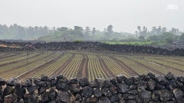 얼마 만에 단비 가뭄에 애타던 제주 농가.. 안도의 한숨