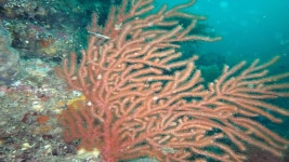 제주 연안 암반 지역 서식.. 꽃총산호 이달의 해양생물 선정