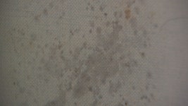 신축 아파트에 곰팡이 득실.. 하자 보수 신청하자 책임  전가