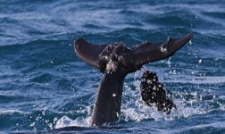 “보호구역인데 왜 낚시가 가능해?”… 핫핑크돌핀스, 남방큰돌고래 구하기 서명운동  돌입