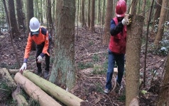 서귀포시, 국유림 124㏊ 숲 가꾸기 사업 완료