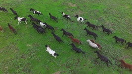 척박한 환경서도 달리는 제주마처럼...어려움 딛고 힘찬 새해를 [영상]