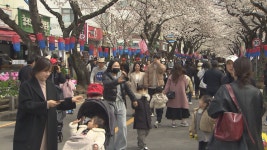 전농로 왕벚꽃 축제 27일부터 사흘간 개최