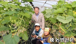봉황농협 미니단호박 ‘틈새시장’ 뚫었다
