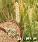 [맛대맛] ‘건강곡물’ 보리 vs 귀리…같은 듯 다른 매력 속으로