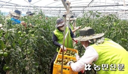 농협경제지주 광주공판장, 토마토농가서 수확·선별 거들어