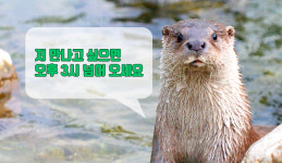 수달 만나고, 케이블카 타고…화천의 숨은 명소 & 새 명소