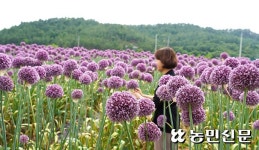 땅끝마을 보라색 물결 일렁…해남 ‘코끼리마늘꽃’ 만개