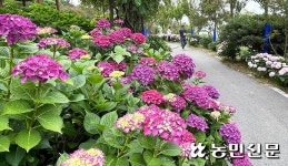 수국 피어난 팽나무 10리길…지역경제 ‘만개’ 기대
