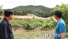 허허벌판 된 사과농장…다시 심기도, 작목 전환도 ‘막막’