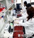 건조생강·냉동대추 등 저가신고·불법행위 ‘원천봉쇄’…국산 농산물 경쟁력 강화