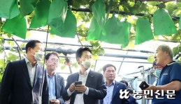 ‘둔덕 거봉포도’ 명품 브랜드화 힘쏟는다