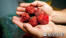 [농촌 Zoom 人] 카리스마 경찰에서 베테랑 농사꾼으로