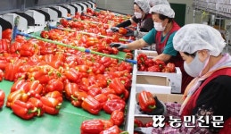 전북 남원 운봉농협, 파프리카 600㎏ 말레이시아 수출