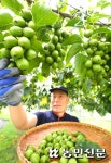 토종다래 수확 한창