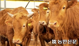 축산농 1만2717곳 미허가·미등록…정부, 양성화 추진 ‘논란’