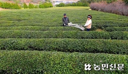 사시사철 푸른 차밭서 몸놀리茶…따스한 녹차 한잔에 몸녹인茶