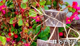 [농촌 공유경제] 셰프들의 ‘보물창고’ 가보니…식용꽃·허브 ‘형형색색’