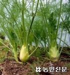 [농촌 공유경제] 셰프들의 ‘보물창고’ 가보니…식용꽃·허브 ‘형형색색’
