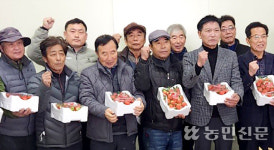 전남 화순 도곡농협, ‘설향’ 딸기 첫 공동선별 출하
