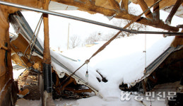 [호남 폭설피해] 비닐하우스·축사시설 ‘폭삭’…농심도 ‘와르르’