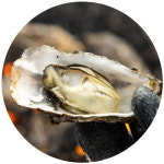 [비토섬] 제철 별미 굴구이 ‘탱글탱글’ 바다향 가득, 귀여운 토끼빵 ‘쫄깃쫄깃’ 소시지 쌀빵