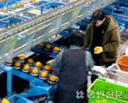 [설 대목장 점검] ‘샤인머스캣’ 지난해보다 시세 낮을듯…“상품성 높여 출하해야”