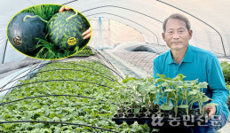 30년째 ‘강고집 수박’ 외길…“자가 육묘 통해 고품질로 승부”